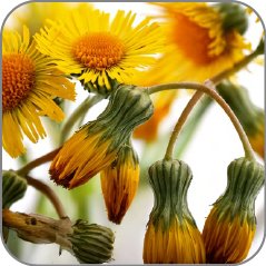 Tussilago farfara