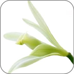 Vanilla Bahiana