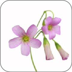 Violet Woodsorrel