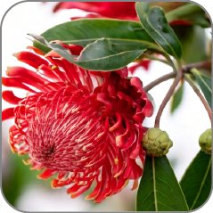 Waratah