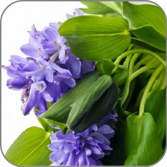 Water Hyacinth