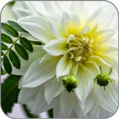 White Dahlia