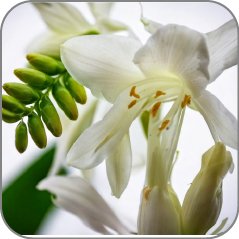 White Ginger Lily
