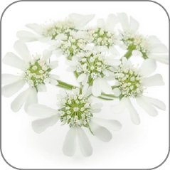 White Lace Flower