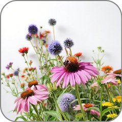Wildflowers