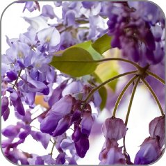 Wisteria