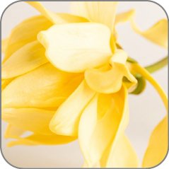 Ylang-Ylang