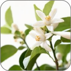Yuzu Flower