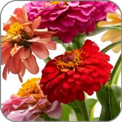 Zinnia