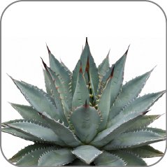 Agave
