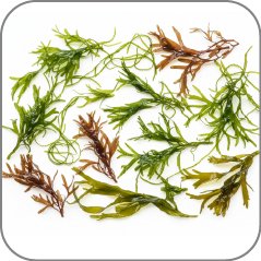 Algae