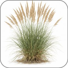 Ammophila (Beach Grass)