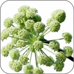 Angelica