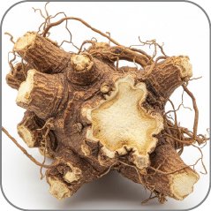 Angelica Root