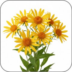 Arnica
