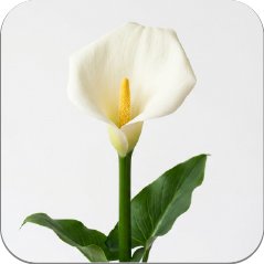 Arum Lily