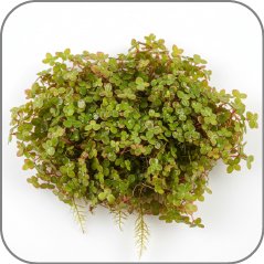 Azolla (Water Fern)