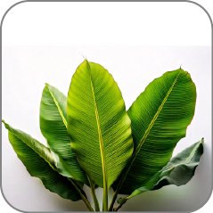 Banana Leaf