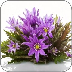Barrenwort