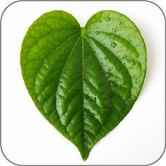 Betel Leaf