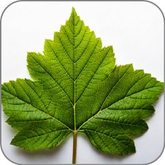 Black Currant Leaf
