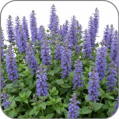Blue Bugle