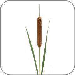 Bulrush