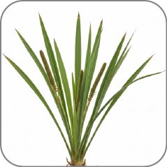 Calamus