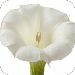 Datura