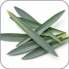 Carnation Leaves