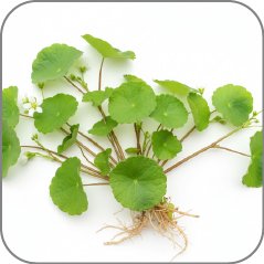 Centella Asiatica