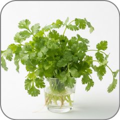 Cilantro