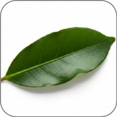 Clove Leaf