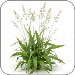 Deer Tongue Grass