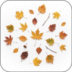 Dried Fallen Leaves