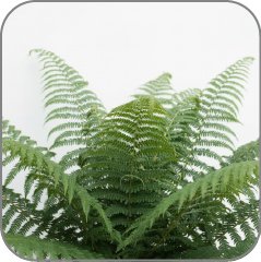 Fresh Evergreen