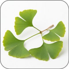 Ginkgo