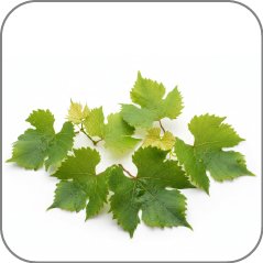 Grape Leaves