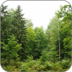 Green Forest