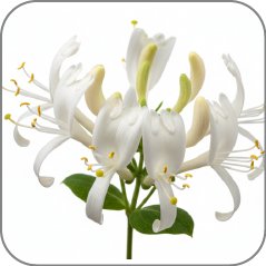Honeysuckle