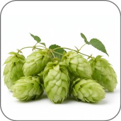 Hops