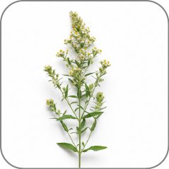 Horseweed
