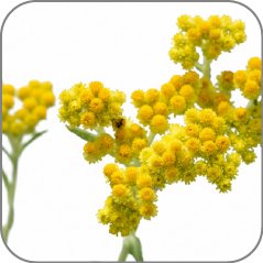 Immortelle