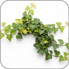 Ivy