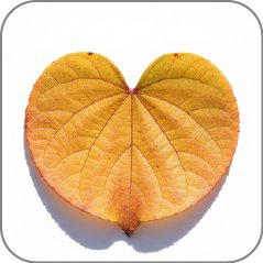 Katsura Leaf