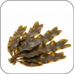 Laminaria