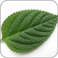 Lantana leaf