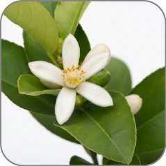 Lemon Blossom