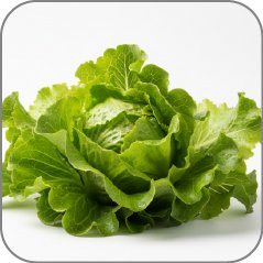 Lettuce