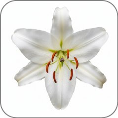 Lily